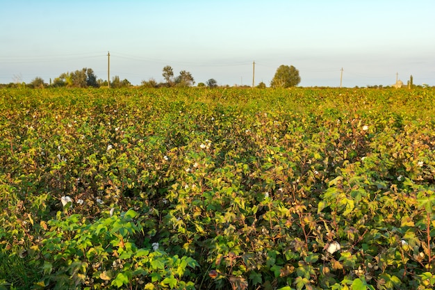 Plantation de coton, champ agricole