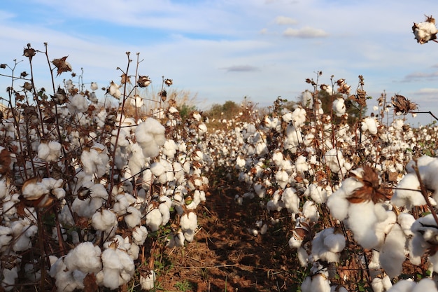 Plantation de coton par une belle journée ensoleillée de ciel bleu.