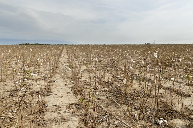 Plantation de coton touchée par la sécheresse