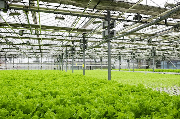 Plantation à effet de serre avec verdure de laitue. Concept pour l'agriculture industrielle. Rangées de plantes