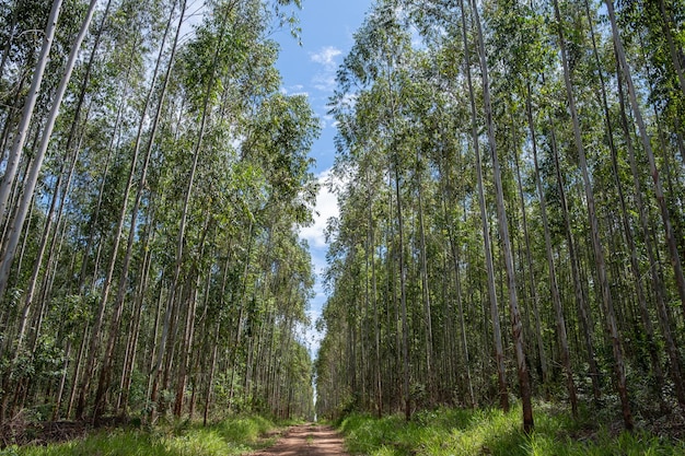 Plantation d'eucalyptus vue de dessous