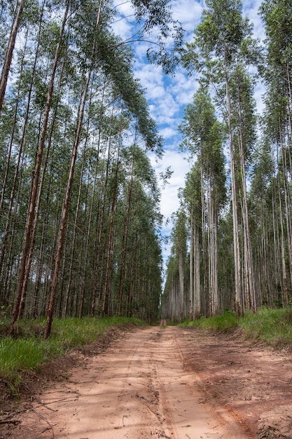 Plantation d'eucalyptus vue de dessous
