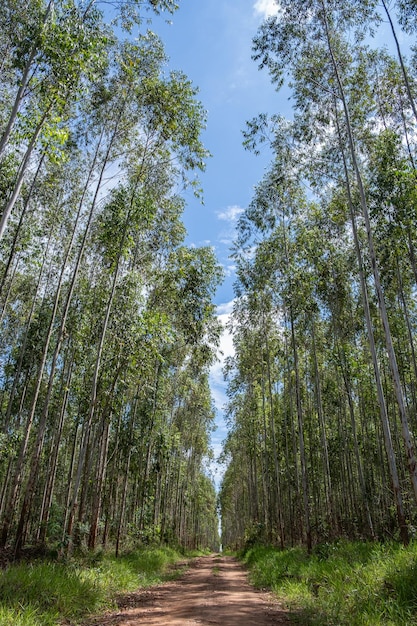 Plantation d'eucalyptus vue de dessous