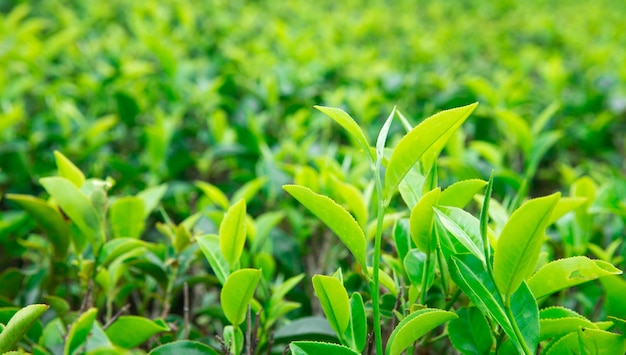 Plantation de feuilles de thé