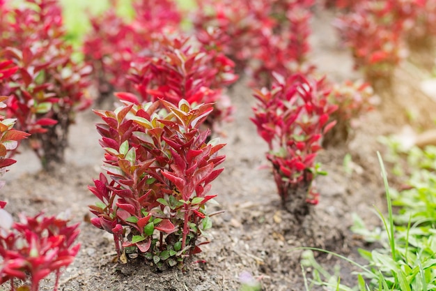 Plantation de fleurs dans le jardin.