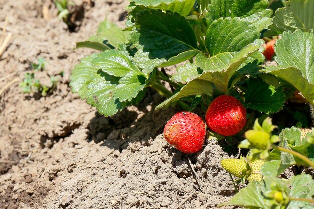 Plantation de fraises biologiques sur terre