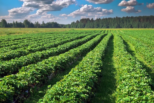 Plantation de fraises sur une journée ensoleillée Paysage avec champ de fraises vertes avec ciel bleu nuageux