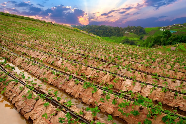 Plantation de fraises par une journée ensoleillée à Chiang Mai en Thaïlande