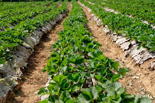 Plantation de fraises par une journée ensoleillée