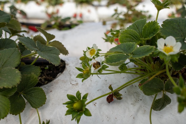 Plantation de fraises producteurs de fraises travaillant en serre avec récolte