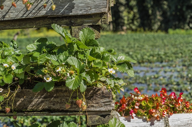 Photo plantation de fraises