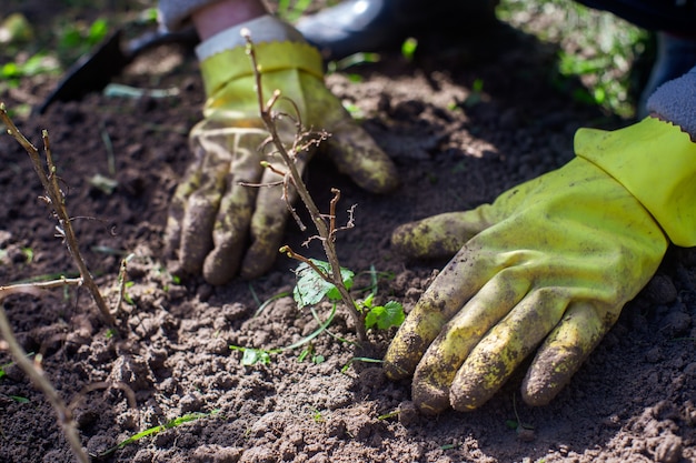 Plantation de germes de fruits par un agriculteur dans un lit de jardin de maison de campagne. Concept de travail saisonnier de jardin