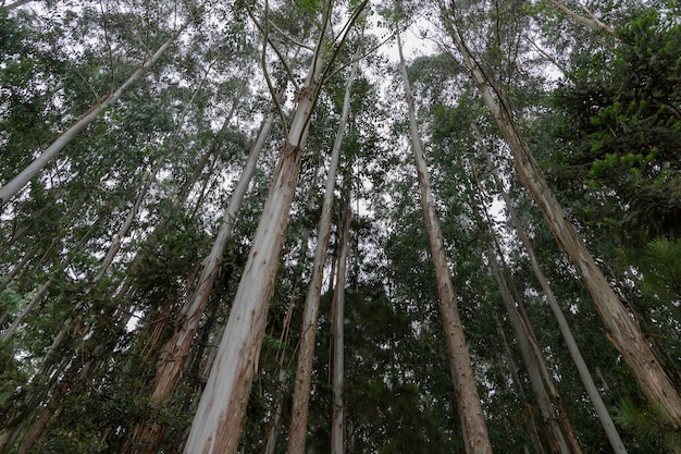 Plantation et gestion d'eucalyptus montrant un bon développement proche de la récolte à Rio Azul Parana Brésil