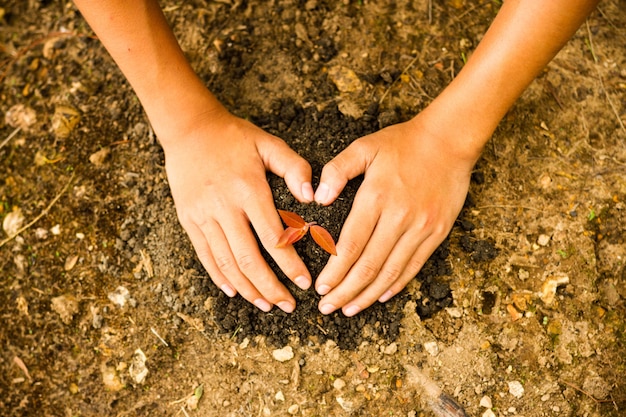 Plantation de graines