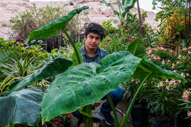 Plantation de grandes plantes ojas dans un beau jardin verdoyant