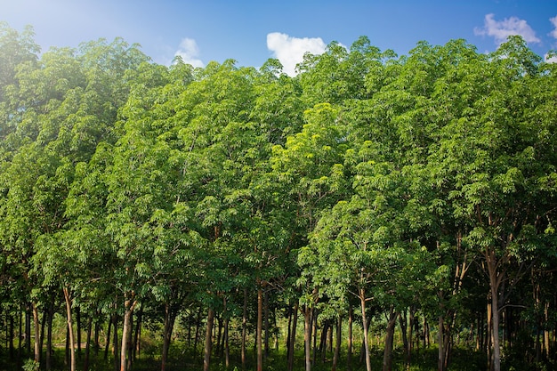 plantation d'hévéas ou hévéas à feuilles ramifiées abondantes en Asie du Sud-Est