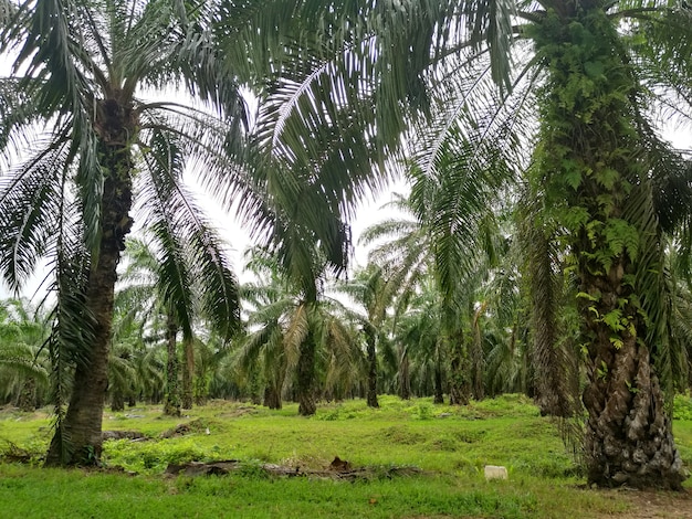 Photo plantation d'huile de palme