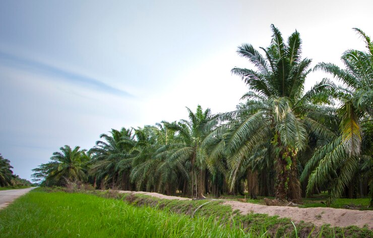 Plantation d&#39;huile de palme