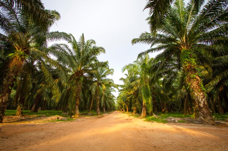 Plantation d&#39;huile de palme