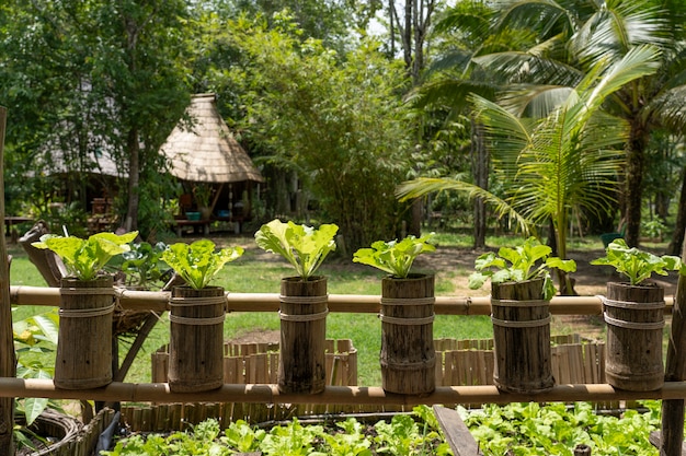 Photo plantation hydroponique fait de la nature