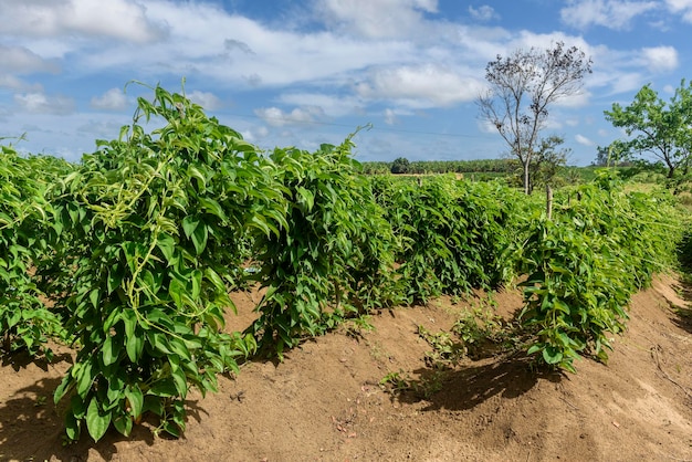 Plantation d'ignames à Conde Paraiba Brésil agriculture brésilienne