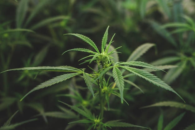 Plantation en intérieur de marijuana de type amnesia haze à usage médicinal et récréatif