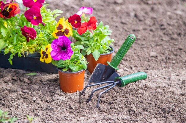 Plantation d'un jardin fleuri, printemps été. Mise au point sélective.