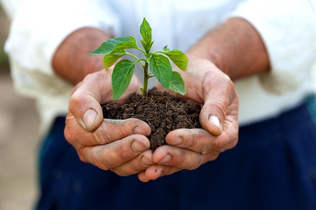 Plantation d'un jeune plant