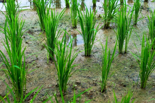 Plantation de jeune riz vert