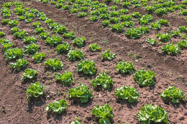 Photo plantation de jeunes choux sur une parcelle de plantation non toxique agriculture de légumes biologiques en thaïlande