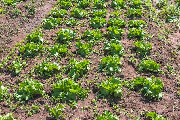 Photo plantation de jeunes choux sur une parcelle de plantation non toxique agriculture de légumes biologiques en thaïlande