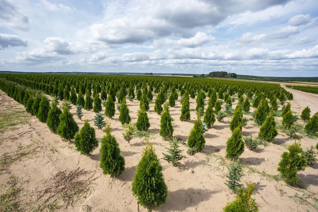 Plantation de jeunes conifères en serre avec beaucoup de plantes