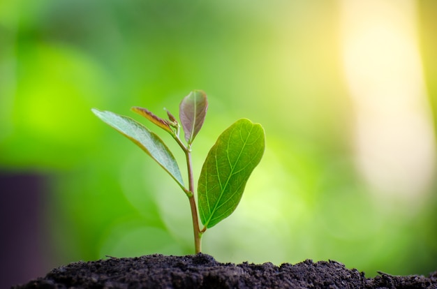 Plantation de jeunes plants dans la lumière du matin sur fond de nature