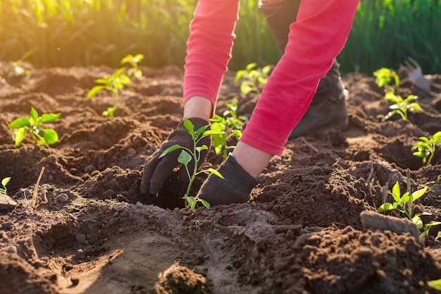 Plantation de jeunes plants de poivrons dans un sol fertilisé