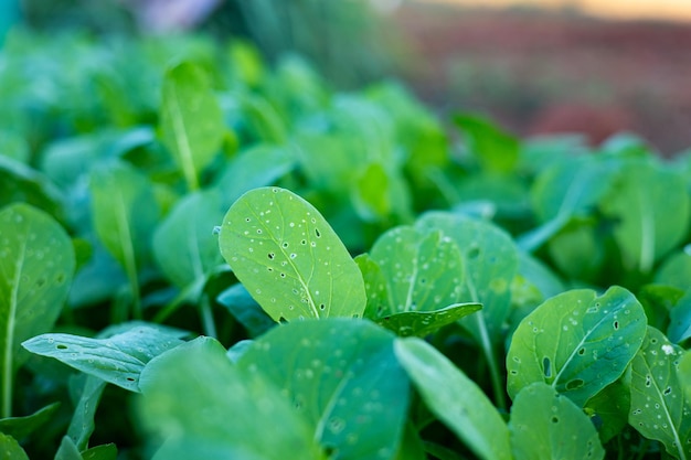 Photo plantation de légumes bio cantonais au sol dans la ferme