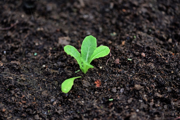 La plantation de légumes feuilles de laitue sur le sol dans le jardin - jeune plante verte de plus en plus le concept d'agriculture de plantation de jardinage