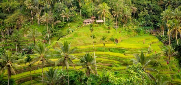 Plantation luxuriante de champs de riz sur l'île de Bali Indonésie