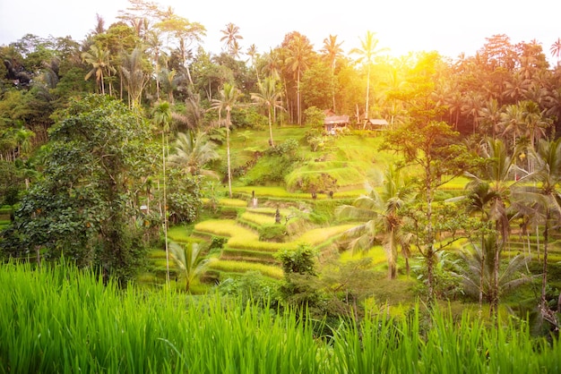 Plantation luxuriante de champs de riz sur l'île de Bali Indonésie