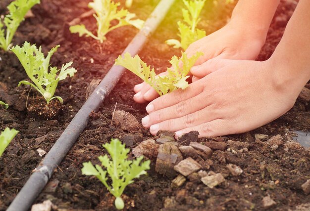 plantation à la main dans une ferme