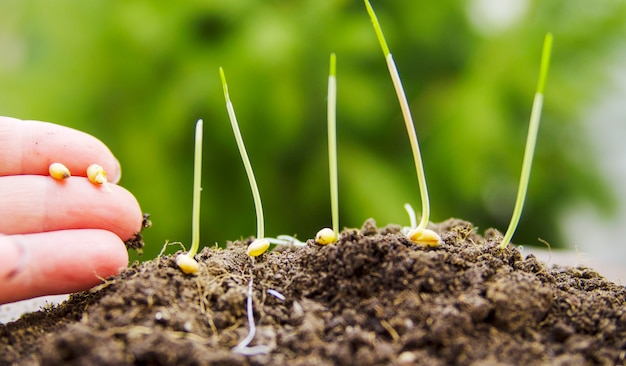 Plantation à la main de semences de blé et de jeunes pousses sur le sol