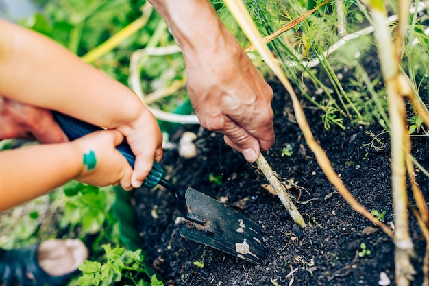 Plantation des mains d'une personne âgée et d'un enfant à l'aide d'un outil