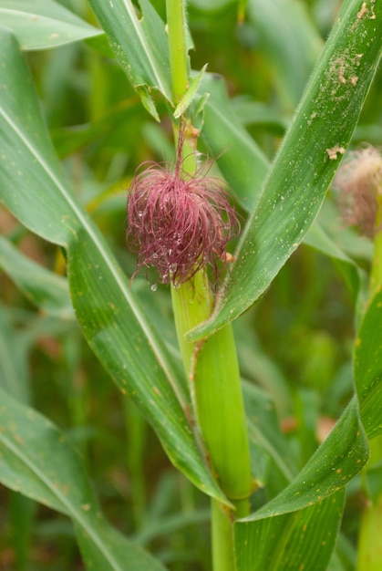 Plantation de maïs agricole au Brésil