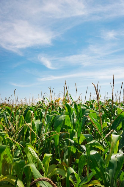 Plantation de maïs champ vert avec fond de ciel nuageux bleu soleil