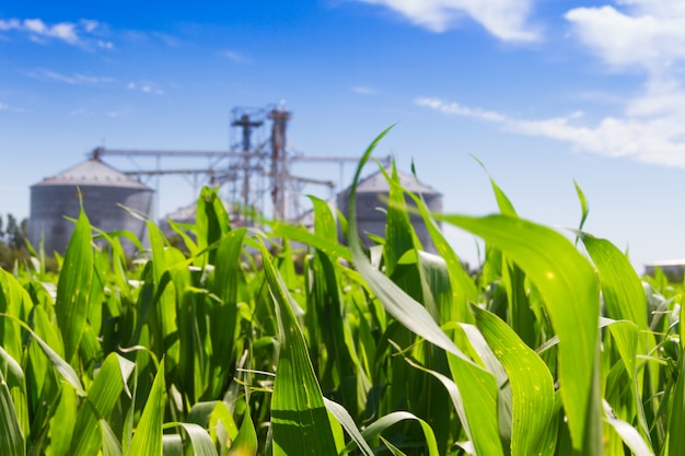 Plantation de maïs et silos défocalisés en arrière-plan