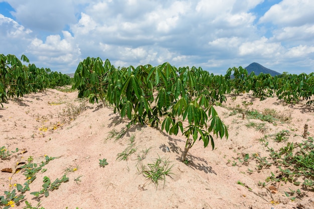 Plantation de manioc, culture du manioc