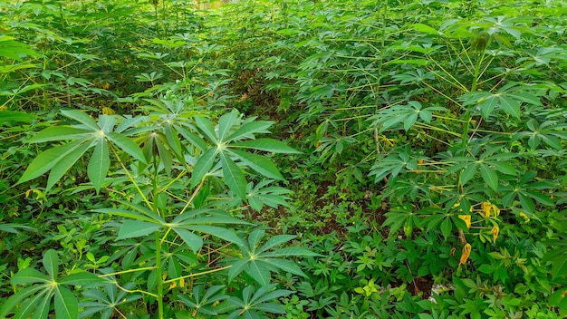 plantation de manioc feuille verte arbre