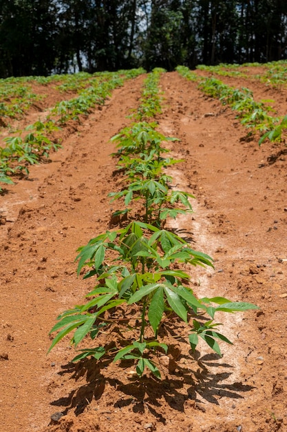 Plantation de manioc avec de petits plants