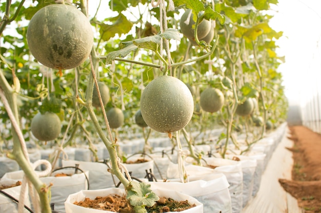 Photo plantation de melon en serre.