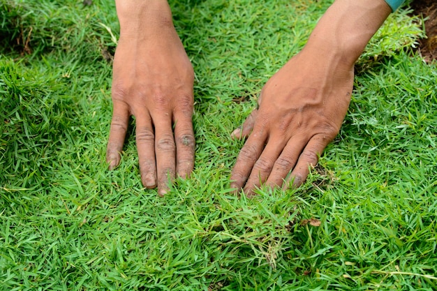 Plantation de nouvelle herbe