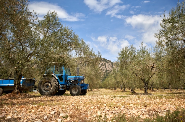 Plantation d'oliviers. Une branche d'olivier pousse par dolly. Culture d'olive solitaire. Olives sur une branche.